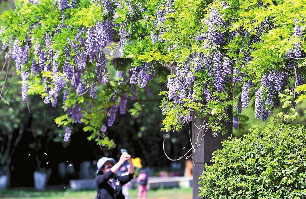 昆明大觀公園庾園紫藤怒放花姿妙曼_fororder_e6a3