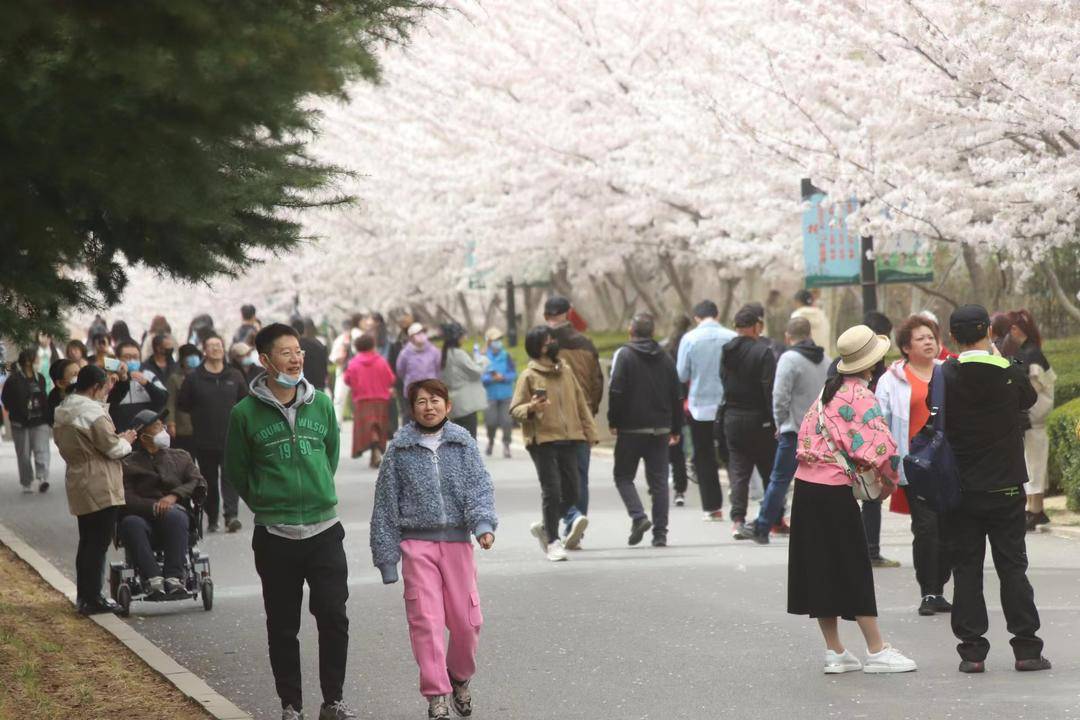 大連勞動公園櫻花搶先盛開