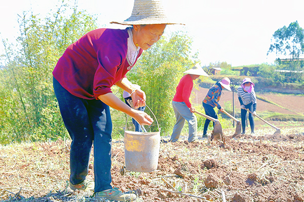 （张）自贡贡井区：130余亩高粱全面进入移栽阶段_fororder_1高粱移栽现场