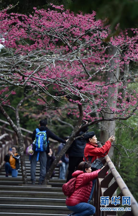 阿里山迎来赏花季