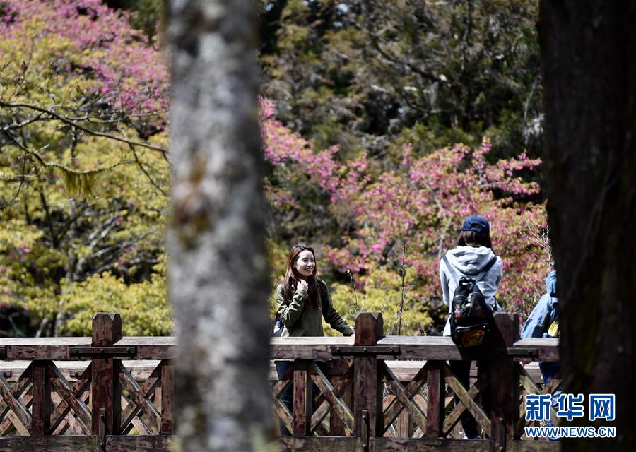 阿里山迎来赏花季