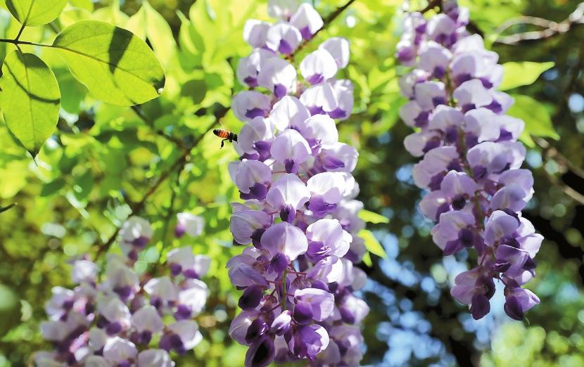 昆明大觀公園庾園紫藤怒放花姿妙曼_fororder_2d