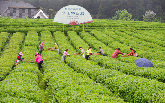 （原创）第15届贵州茶博会将于4月15日至17日在遵义湄潭举行_fororder_凤岗1