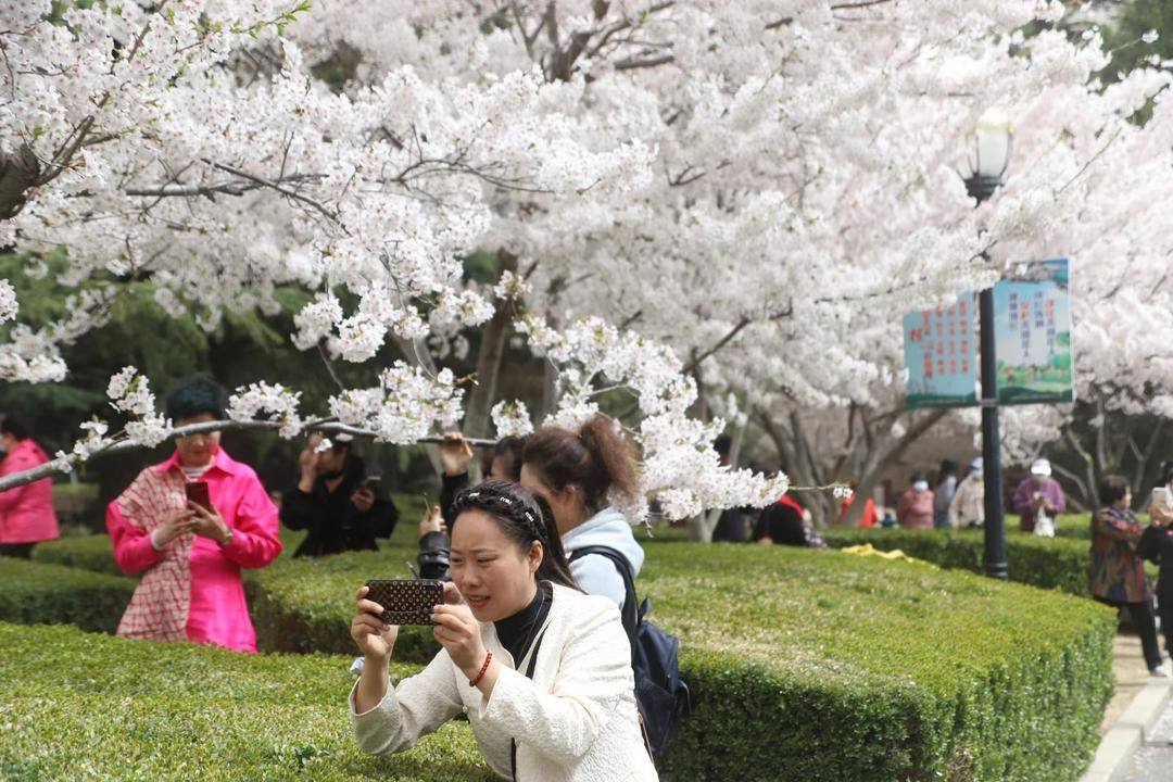 大連勞動公園櫻花搶先盛開