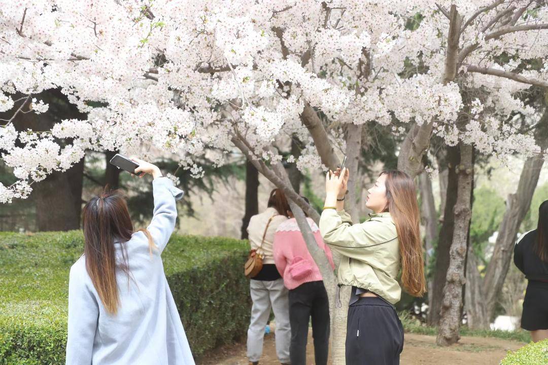 大連勞動公園櫻花搶先盛開