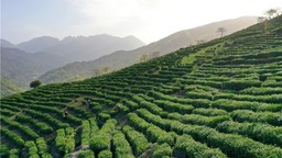 信阳市商城县：高山春茶采制忙