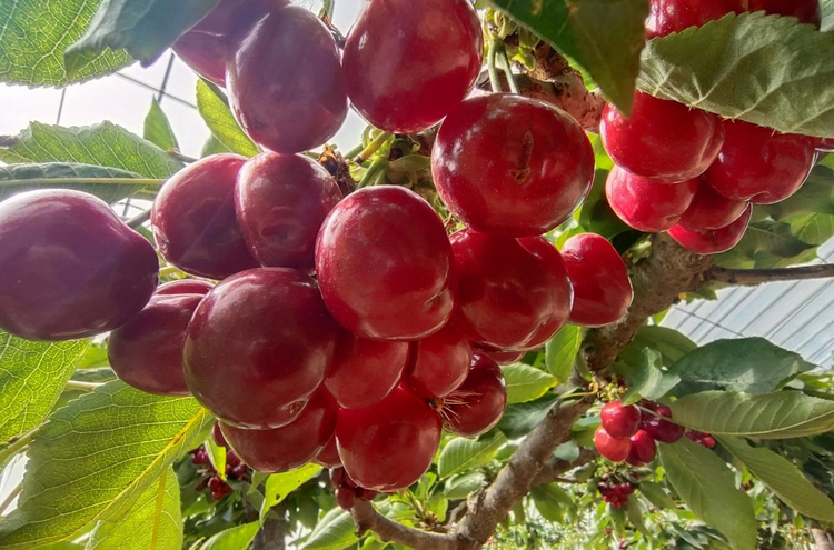 圖片默認標題_fororder_圖片73