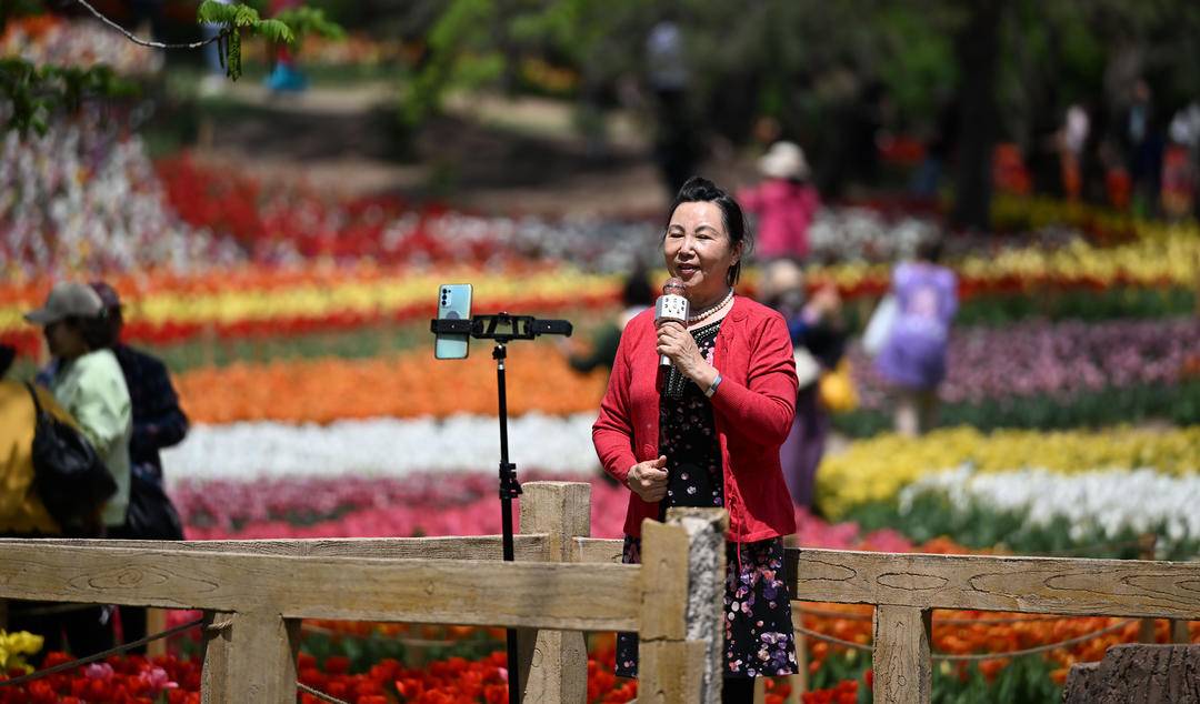 （推中首）瀋陽世博園：鬱金香花開迎客來