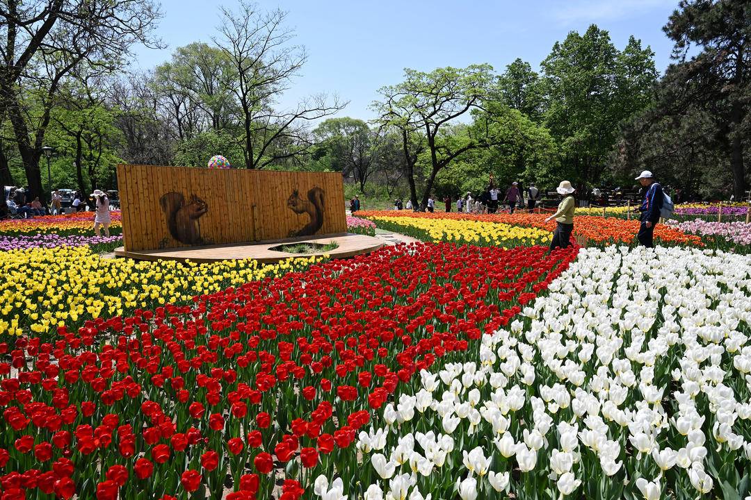 （推中首）沈阳世博园：郁金香花开迎客来