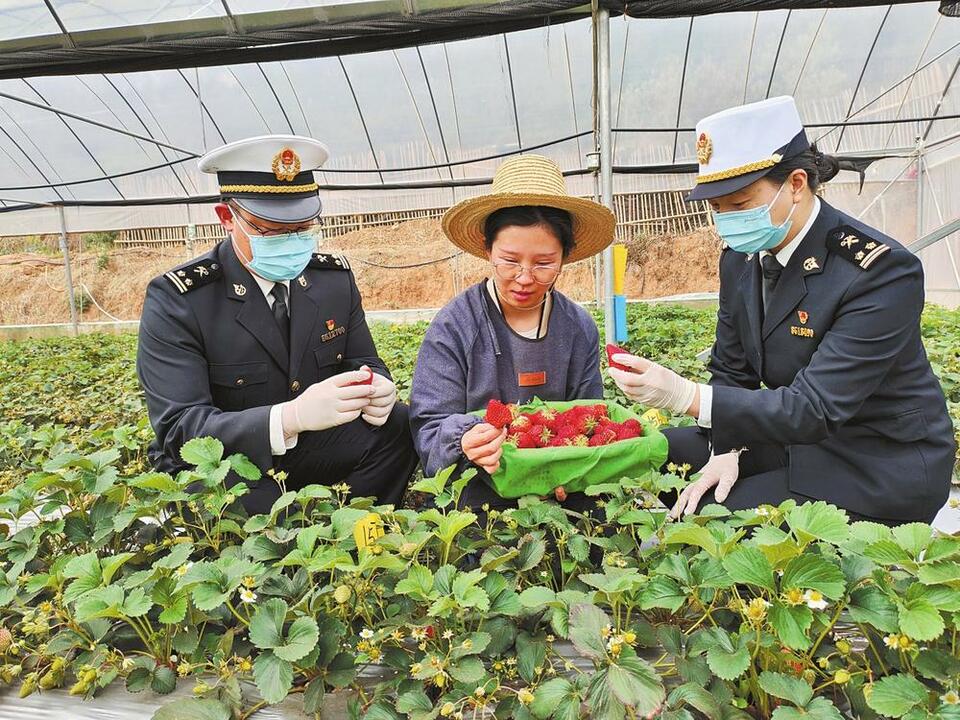 一季度玉溪海關受理出口鮮草莓業務162批_fororder_bd17