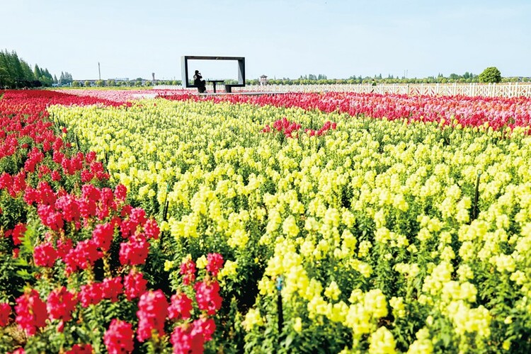 彩色水稻为锡山区新增一处赏花“打卡地”