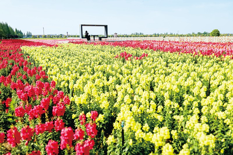彩色水稻為錫山區新增一處賞花“打卡地”
