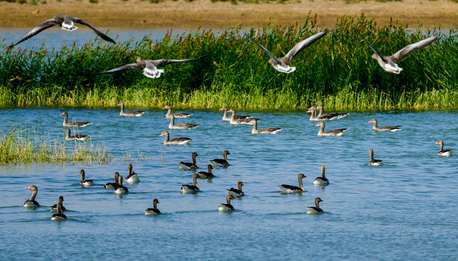 （未审完）【轮播图】甘肃瓜州：大美湿地 水鸟欢舞_fororder_8