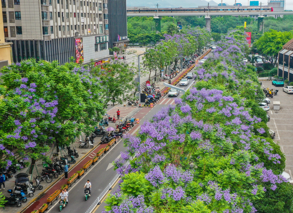 圖片新聞|藍花楹開 浪漫街頭