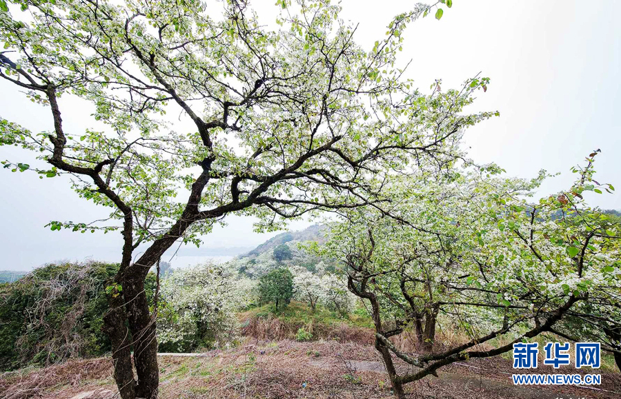 广东潮州：梨花带雨 山溪野径处处景
