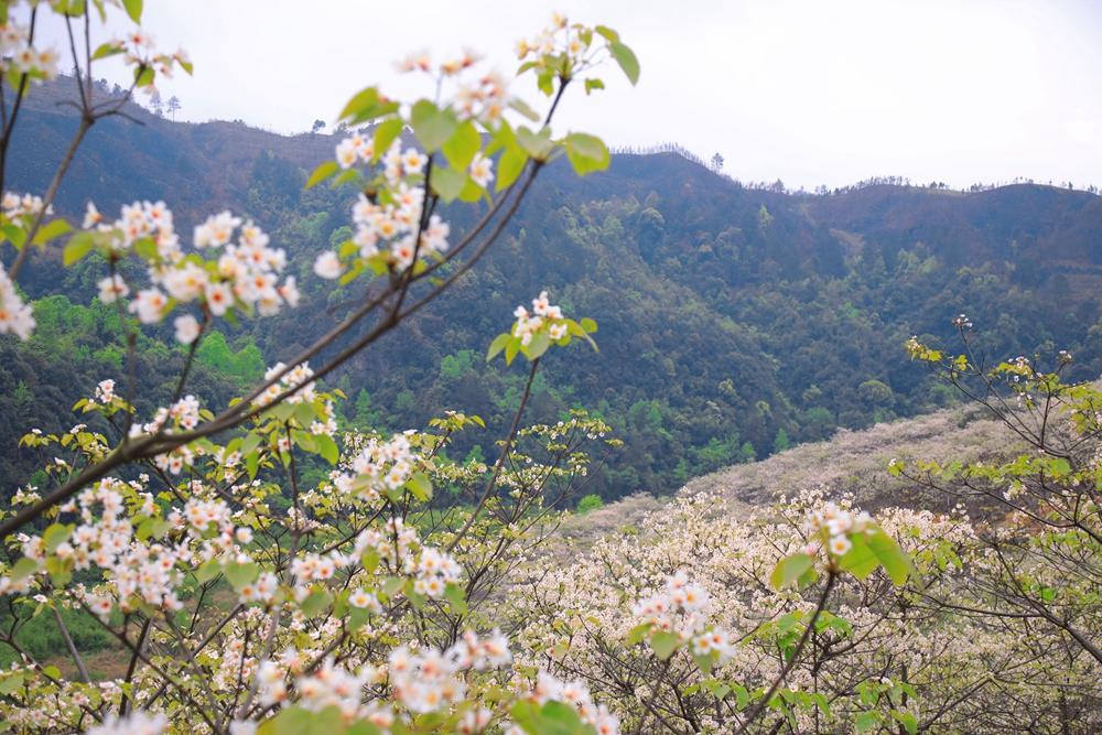 贵州独山：9000余亩油桐花竞相绽放如漫天“白雪”_fororder_11