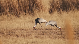 呼倫湖國家級自然保護區鳥類數量較去年增加近萬隻