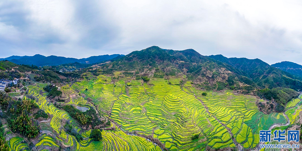 航拍篁岭梯田花海 犹如“大地指纹”