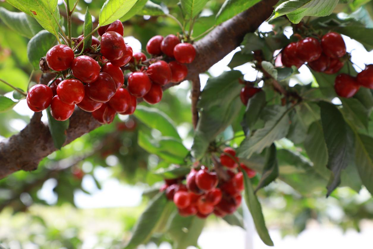 圖片默認標題_fororder_圖片72