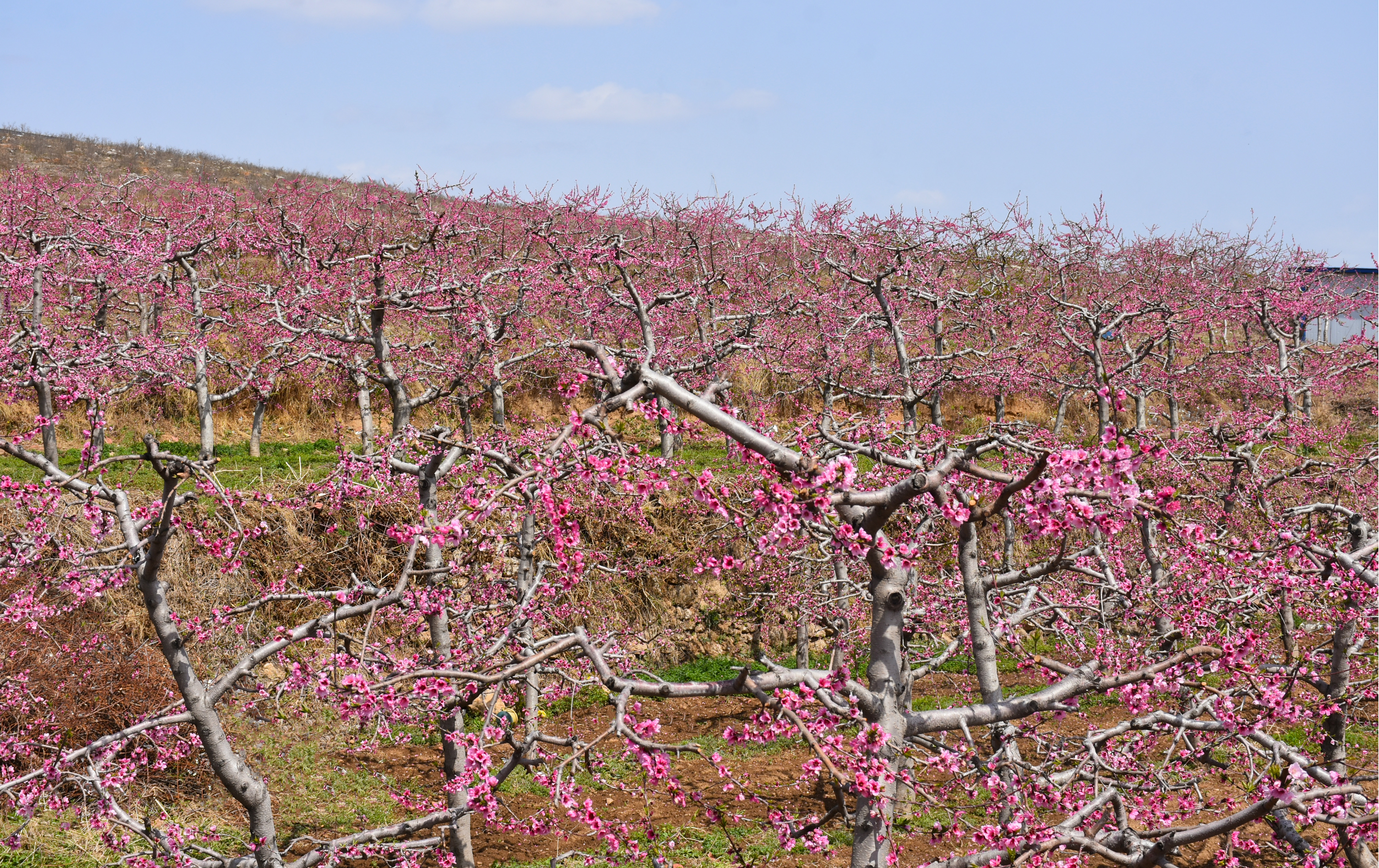 图片默认标题_fororder_图片81