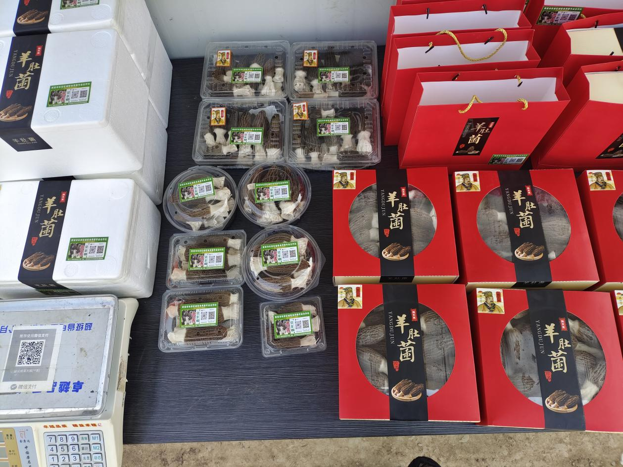 西安高新区：乡村振兴有妙招 羊肚菌里好“钱”景_fororder_图片2