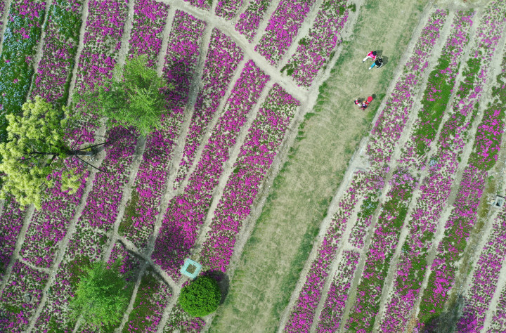 杭州：机场路绿廊春色绚丽_fororder_1681308612406_6436bbc449d31a000172bbd7