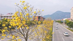 泉州：一树金铃系 朵朵自为春