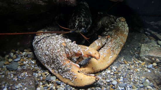 英国发现该国第二重龙虾 或已50至70岁“高龄”