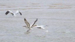【热点新闻】国家一级保护动物卷羽鹈鹕告别上海东滩启程北迁