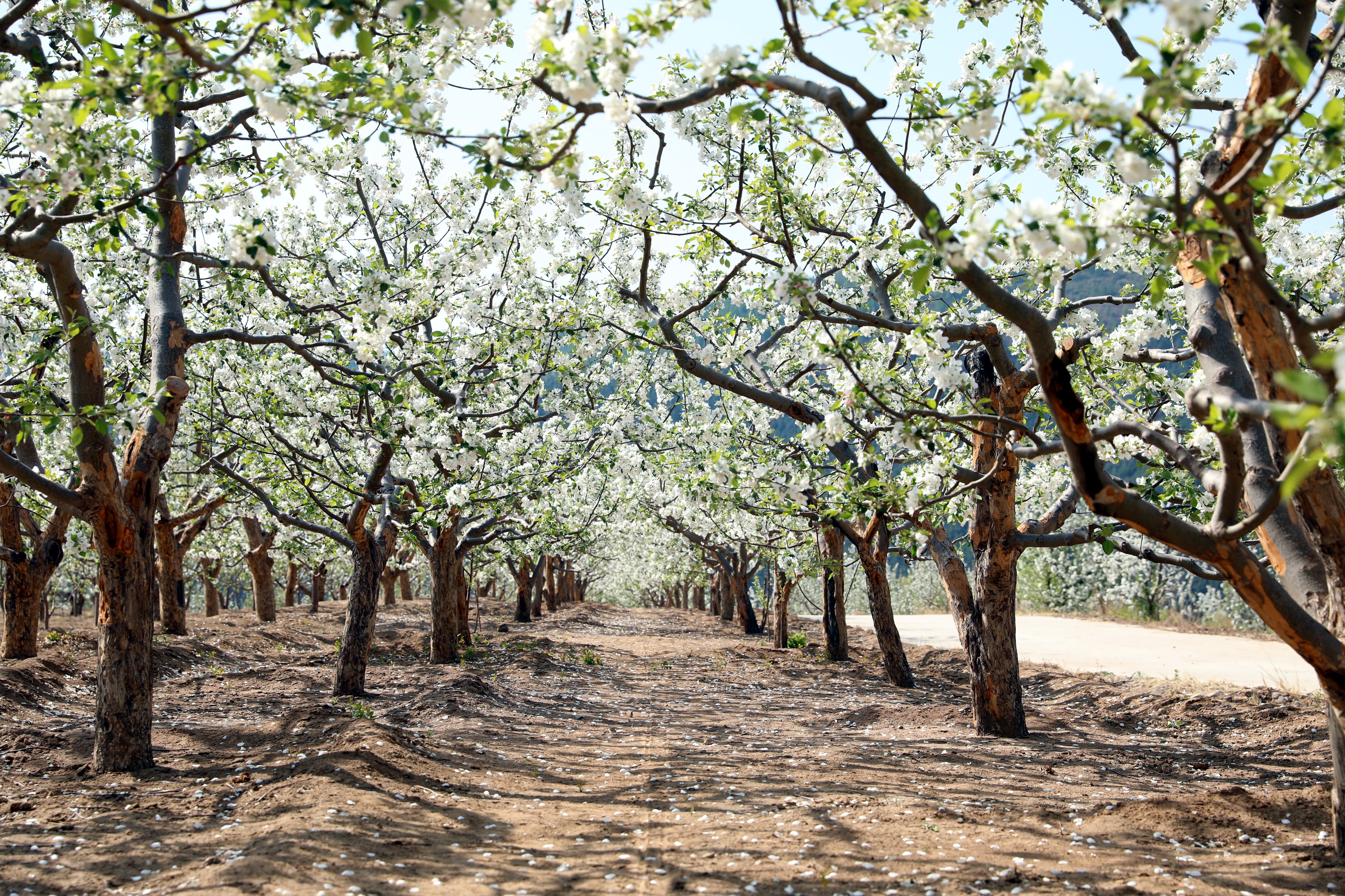 （原创）河北围场：盛花期到来，漫山果树花满枝_fororder_围场四道沟乡沙果树林  张丹摄