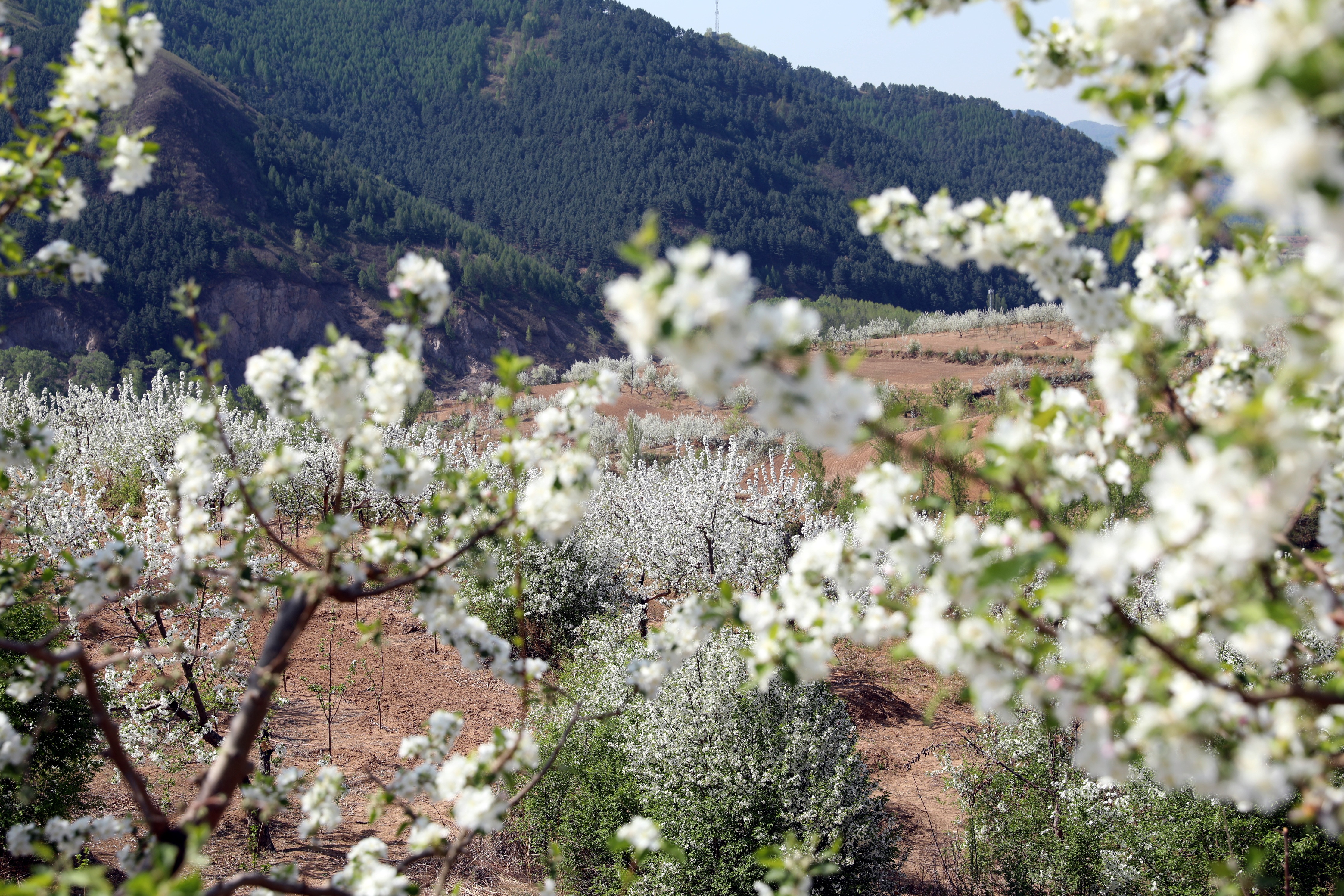 （原创）河北围场：盛花期到来，漫山果树花满枝_fororder_围场四道沟乡果树林  张丹摄