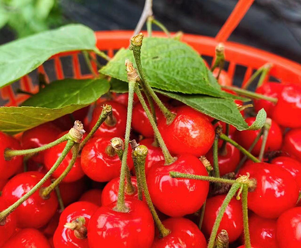 樱桃红了 快来成都双流黄水镇文武社区共赴甜蜜之约_fororder_供图-双流区融媒体中心