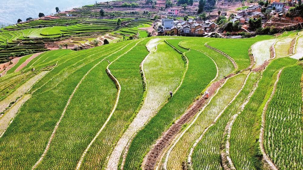 普洱墨江：紫米“老品种”闯出新市场_fororder_4a9