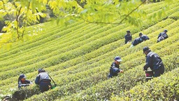 南平建阳：生态茶园采茶忙