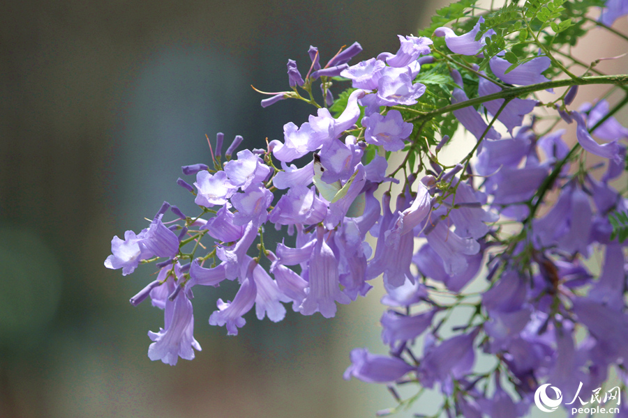 厦门：五月蓝花楹  繁花满枝头