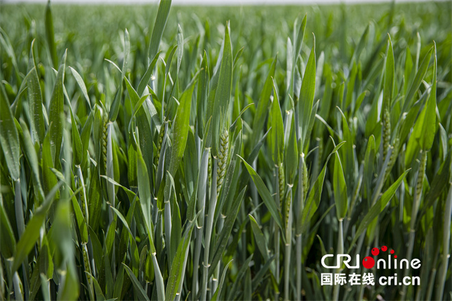 藏粮于地 筑牢粮食安全“压舱石”_fororder_大荔县韦林镇庆沣村高标准农田内，小麦已经抽穗。