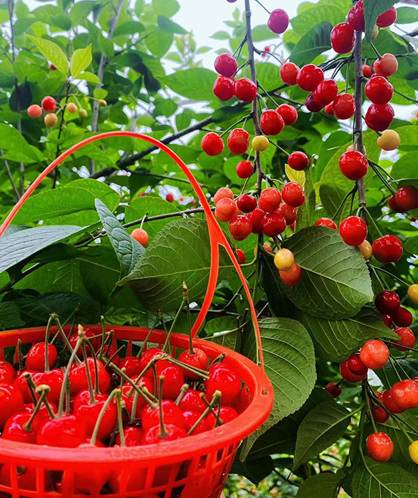 樱桃红了 快来成都双流黄水镇文武社区共赴甜蜜之约_fororder_供图-双流区融媒体中心_4_