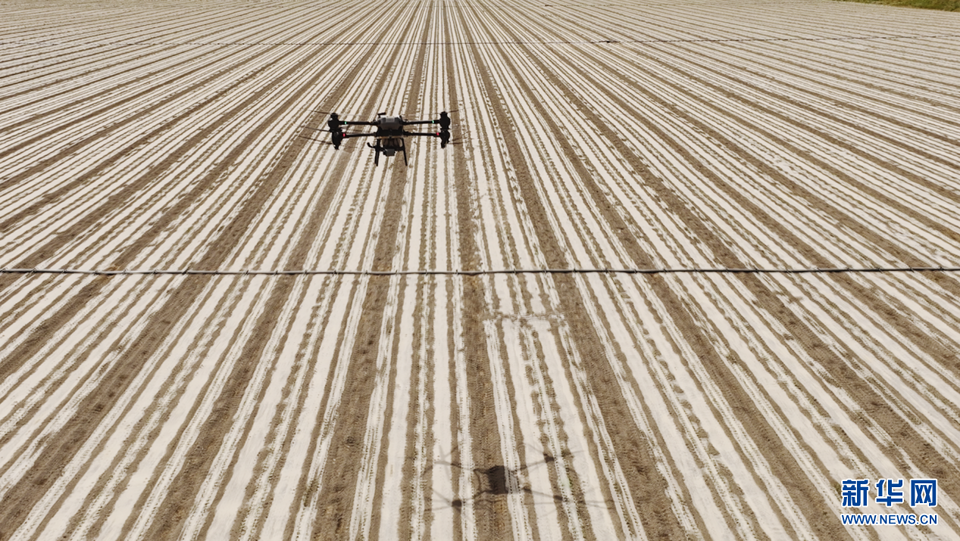 新疆阿拉爾：科技感滿滿 無人機助力棉花田間管理