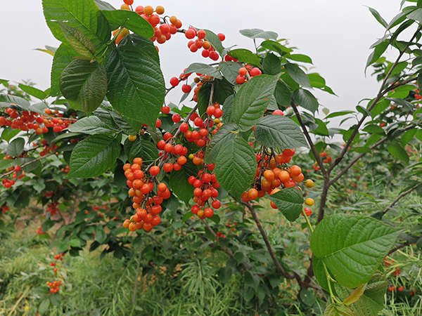 樱桃红了 快来成都双流黄水镇文武社区共赴甜蜜之约_fororder_供图-双流区融媒体中心_2_