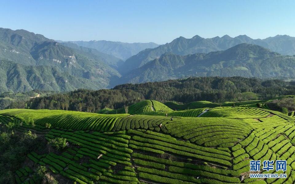 恩施鹤峰县：茶山如海连天际