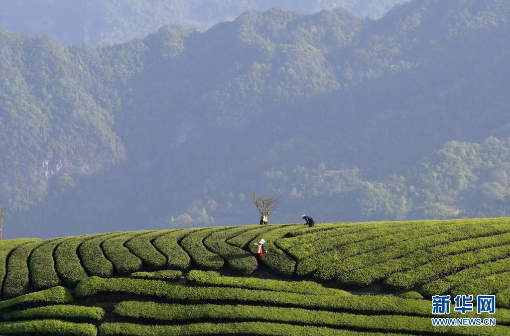 恩施鶴峰縣：茶山如海連天際