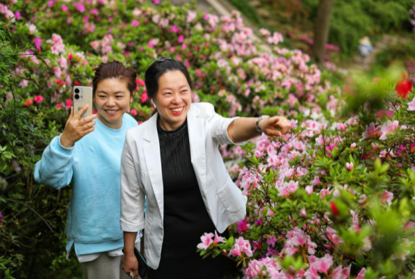 【原創】重慶雲陽:杜鵑盛開美如畫_fororder_圖片7(1)