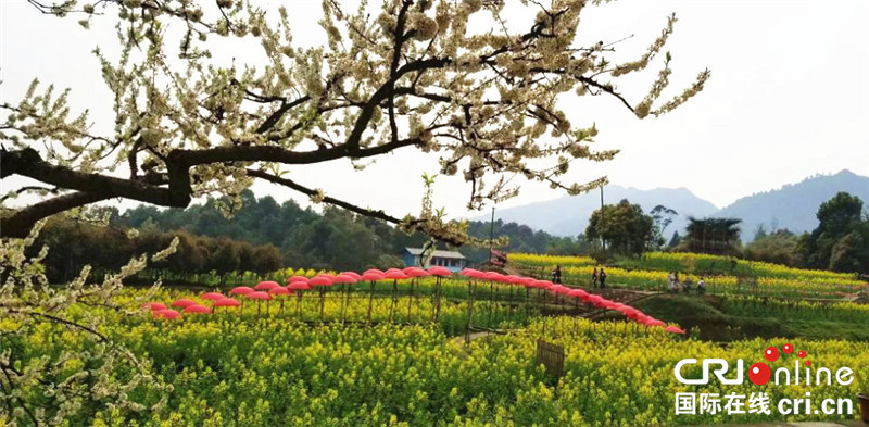 【行游巴渝 图文】周末到巴南云燕·花语赏十里油菜花 品乡村美食