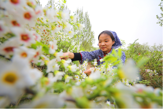 （原创）河北邱县：文冠花开游客来_fororder_河北邱县：文冠花开游客来161