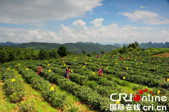 （已过审/要闻）贵州"春茶第一壶”平塘开采