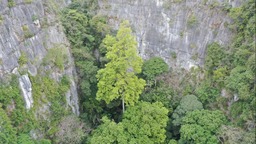 广西发现中国岩溶地区最高树