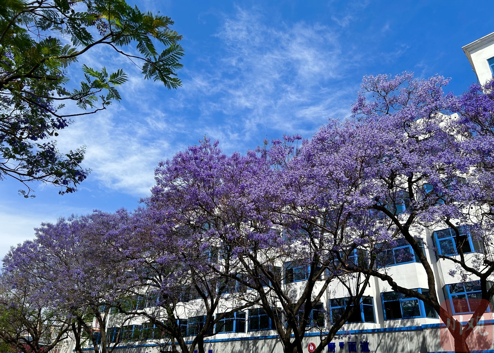 （转载）5万余株蓝花楹绽放西昌 来邂逅春日紫色浪漫