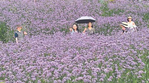 【城市远洋】重庆两江新区：马鞭草盛花似海