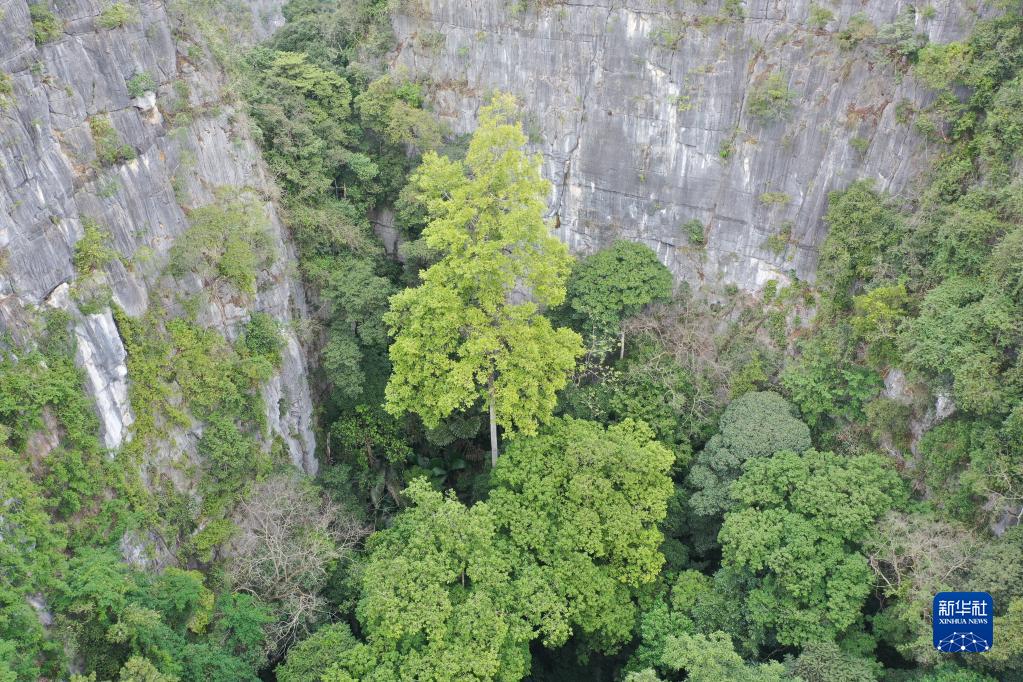 广西发现中国岩溶地区最高树