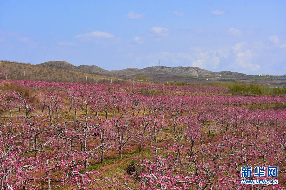河北曲阳：春暖桃花开_fororder_1129525377_16815243440481n